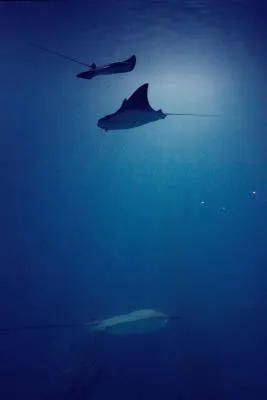 水族館