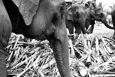 フェスティバルの様子