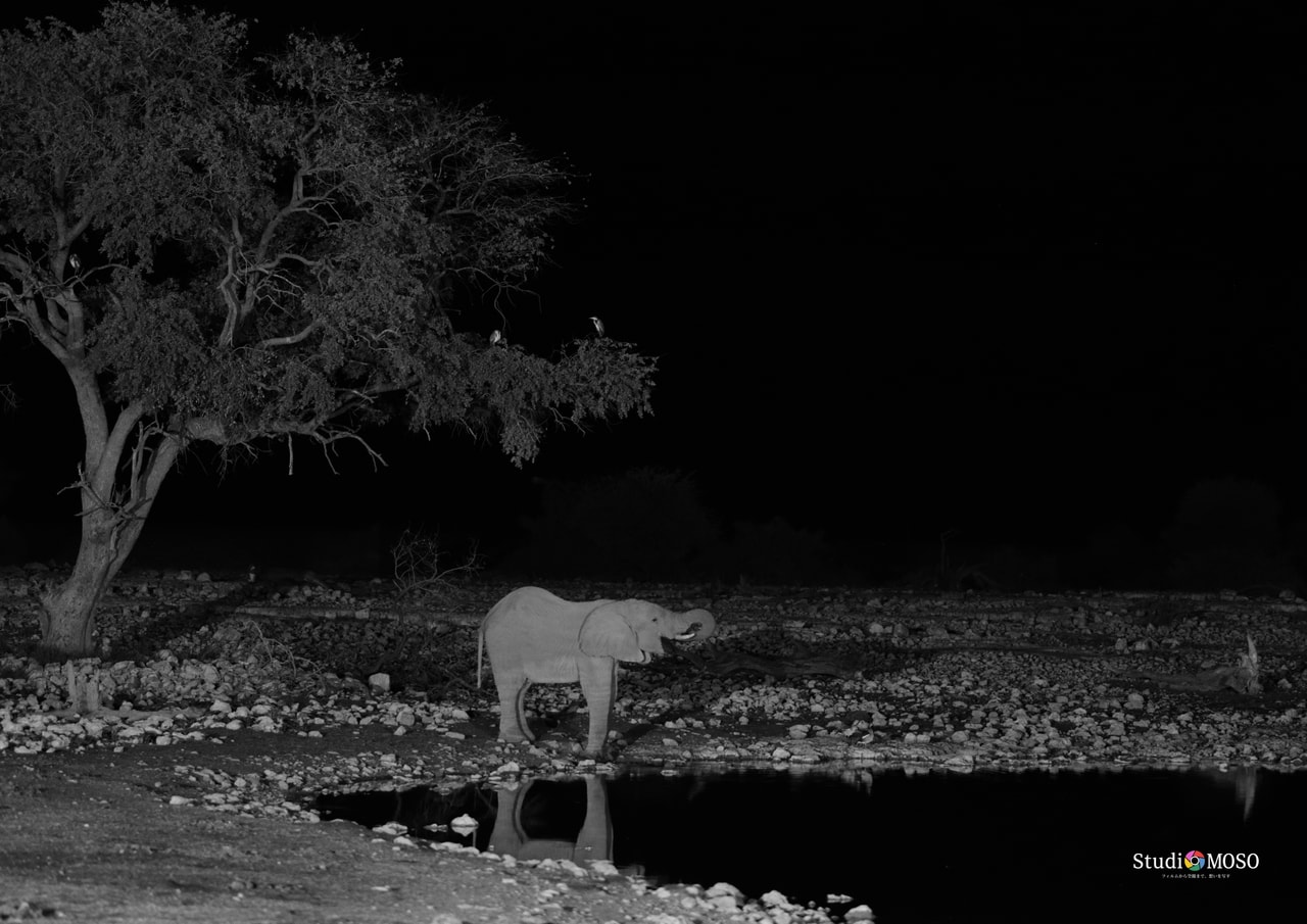 夜のウォーターホールで見たゾウ