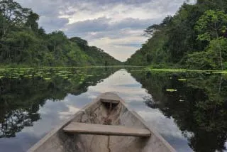 ジャングルの中