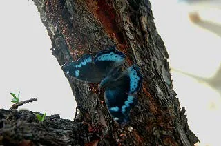 パンガン島の自然