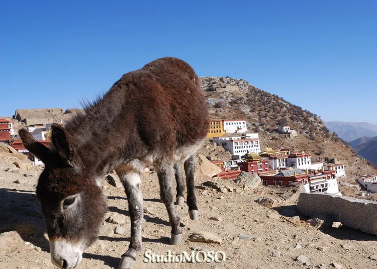 ガンデンのロバ